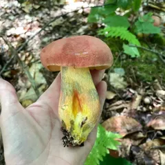 two-colored bolete thumbnail 2