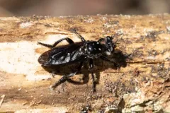 Eastern Black Chiselmouth thumbnail 3