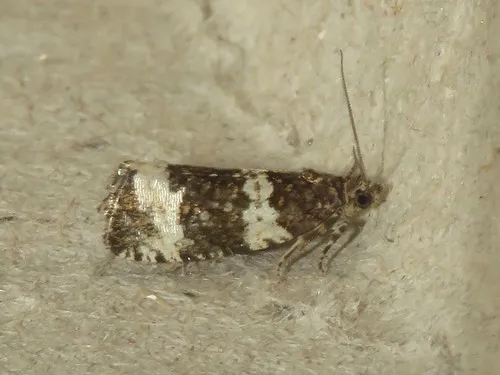 Olethreutes trinitana