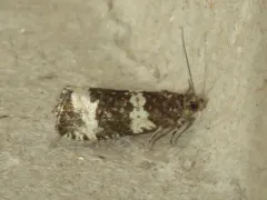 Olethreutes trinitana thumbnail 1