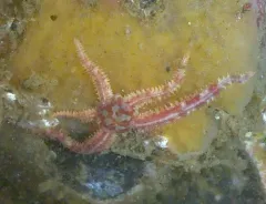 Daisy Brittle Star thumbnail 4