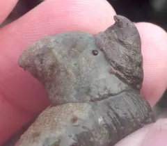 Hooked Slippersnail thumbnail 1
