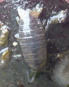 Harford's Isopod thumbnail 2