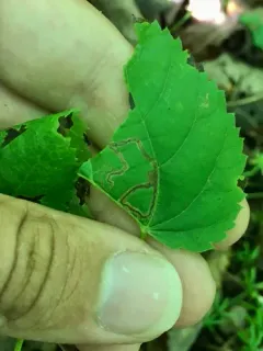 Stigmella tiliella thumbnail 2