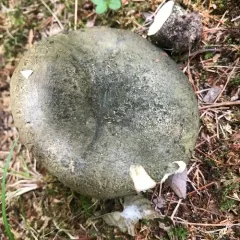 dark-spotted milkcap thumbnail 1