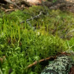 Waxyleaf Moss thumbnail 4