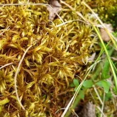 Golden Fuzzy Fen Moss thumbnail 4