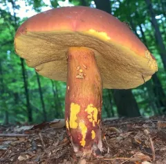 two-colored bolete thumbnail 4