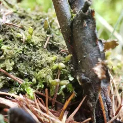Tree Fringewort thumbnail 4