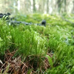 Bog Broom Moss thumbnail 3