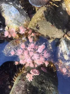 Organ Pipe Hydroid thumbnail 2