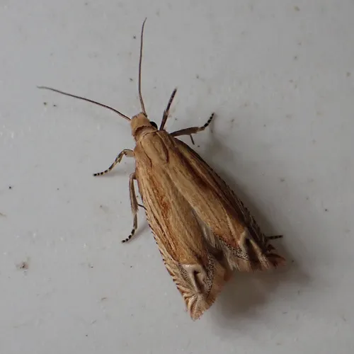 Goldenrod Pelochrista Moth