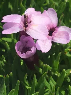 Moss Campion Anther Smut thumbnail 2