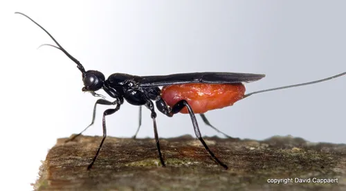 Atanycolus cappaerti
