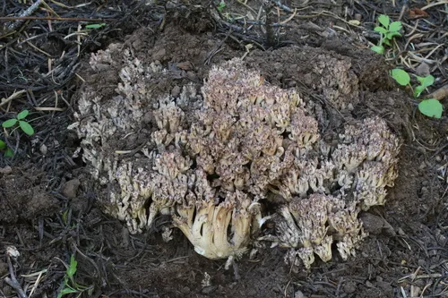 Ramaria coulterae