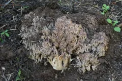 Ramaria coulterae thumbnail 1