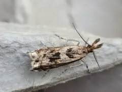 Prionapteryx achatina thumbnail 2