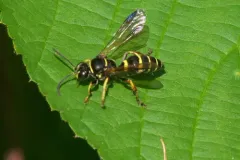 Gorytes simillimus thumbnail 2