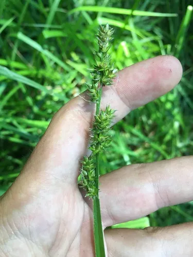 Soft Fox Sedge