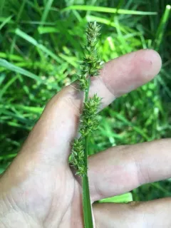 Soft Fox Sedge thumbnail 1