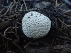 Small-warted Mountain Puffball thumbnail 3