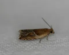 Strawberry Leafroller Moth thumbnail 3