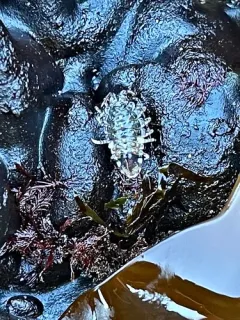 Synidotea ritteri thumbnail 3
