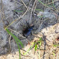 Cold-country Caterpillar Hunter thumbnail 3