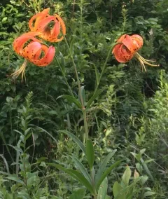 Turk's-cap lily thumbnail 3