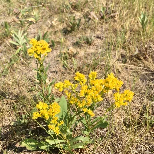 Missouri goldenrod