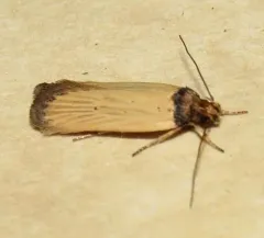 Ambrosia Seed Moth thumbnail 2
