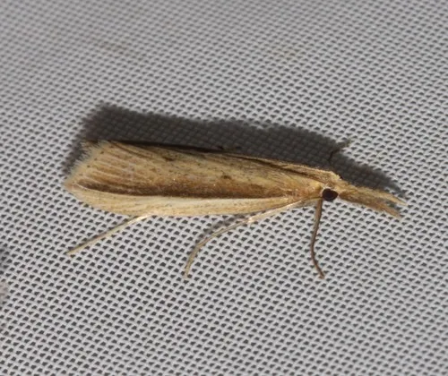 Delightful Donacaula Moth