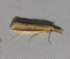 Delightful Donacaula Moth thumbnail 1