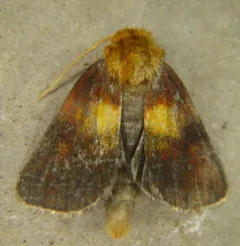 Epauletted Pitcher Plant Moth thumbnail 4