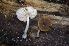 Pluteus phaeocyanopus thumbnail 1