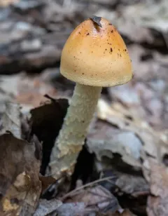 Orange Grisette thumbnail 2