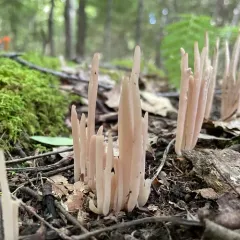 Smoky Spindles thumbnail 2