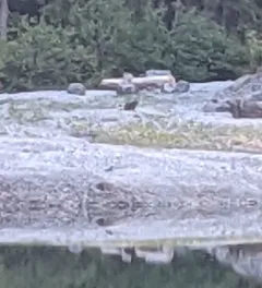 Vancouver Island Marmot thumbnail 2