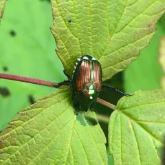 Winsome Fly thumbnail 4