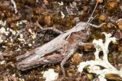 Arctic Grasshopper thumbnail 2