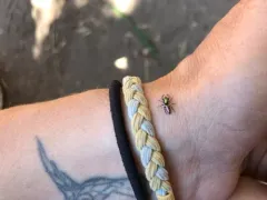 Salticus peckhamae thumbnail 2