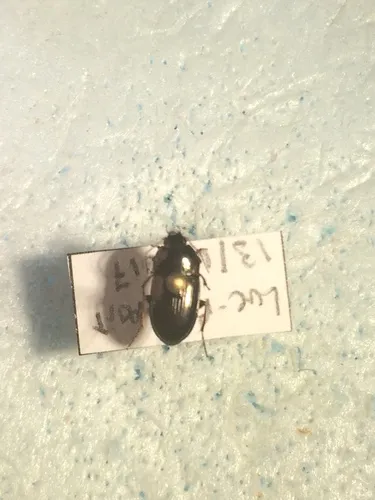 Amara pseudobrunnea