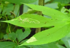 Calycomyza ambrosiae thumbnail 4