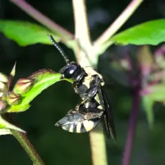 Squash Longhorn-Cuckoo thumbnail 1