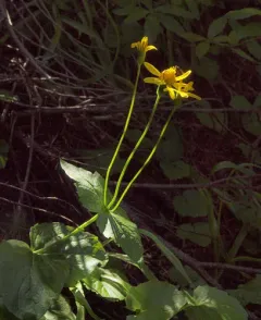sticky leaf arnica thumbnail 2