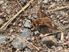 Poecilanthrax alcyon thumbnail 1