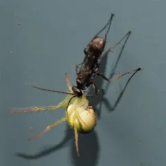 Agenioideus humilis thumbnail 3