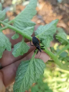Eastern Bee Assassin thumbnail 2