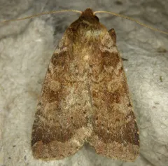 Lycophotia Moth thumbnail 2