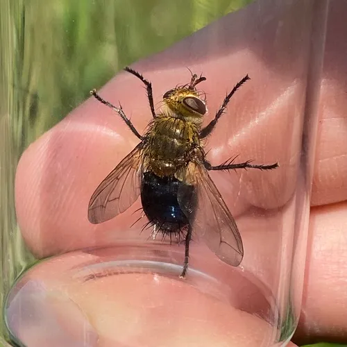 Hornworm Tachinid Fly